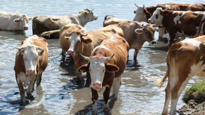 Türkiye’nin 2024 hayvan varlığı istatistikleri açıklandı. Tarım ve Orman Bakanlığı