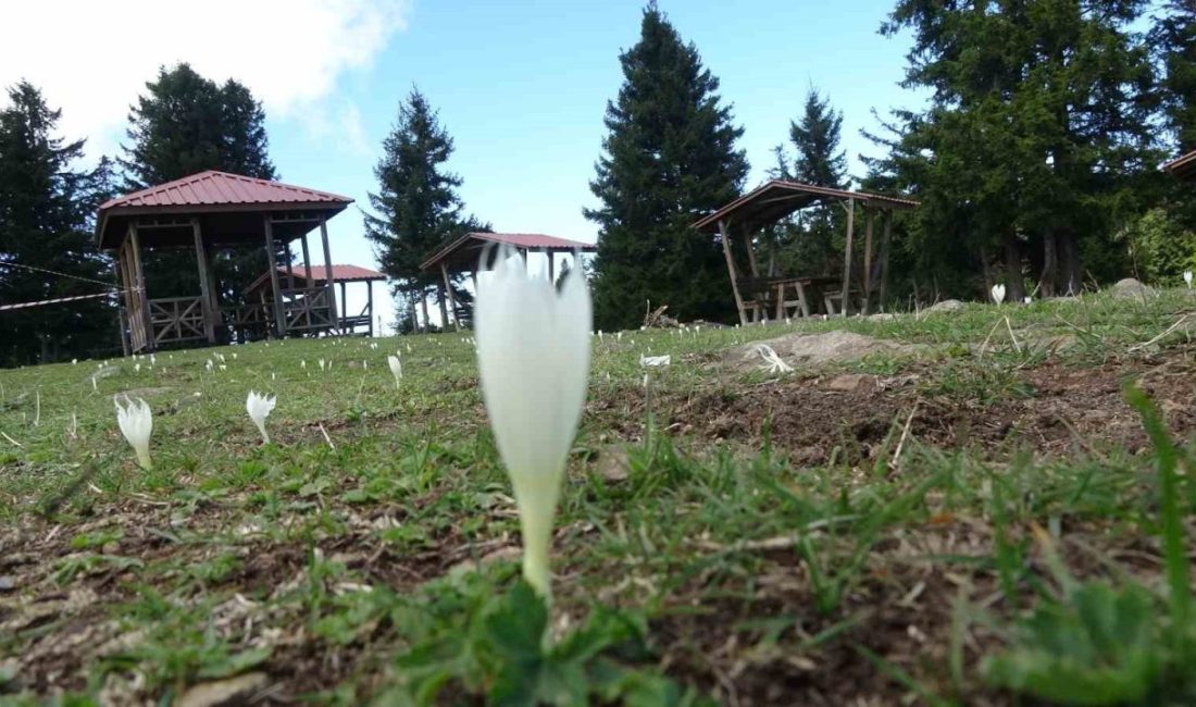 Arap turistlerin yoğun ilgi gösterdiği yaylalar turizm sezonunun bitmesiyle adeta