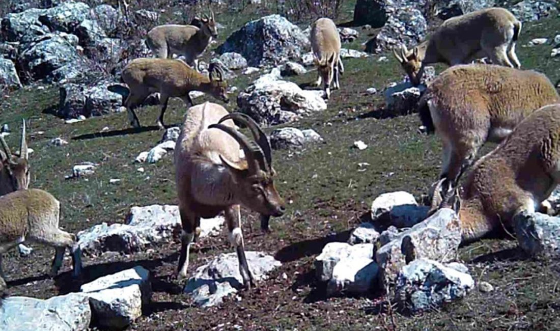 Erzincan’da sürü halinde yaban keçileri, fotokapanla görüntülendi. Türkiye’nin farklı bölgelerinde