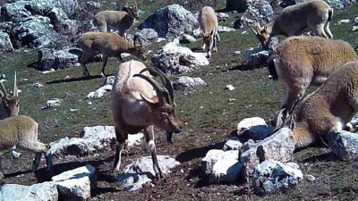 Erzincan’da sürü halinde yaban keçileri, fotokapanla görüntülendi. Türkiye’nin farklı bölgelerinde