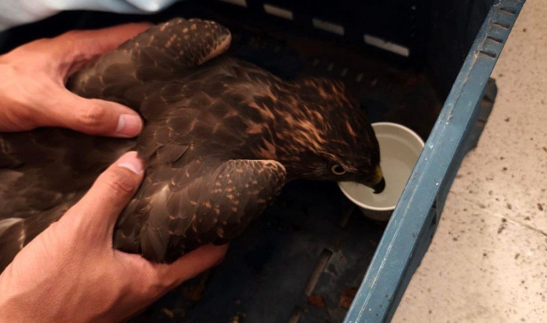 Erzincan’ın Kemaliye ilçesinde yol kenarında yaralı halde jandarma ekiplerince bulunan