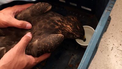 Erzincan’ın Kemaliye ilçesinde yol kenarında yaralı halde jandarma ekiplerince bulunan