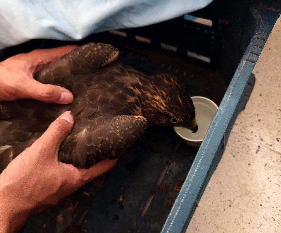 Erzincan’ın Kemaliye ilçesinde yol kenarında yaralı halde jandarma ekiplerince bulunan