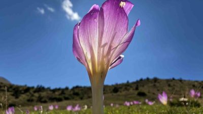 Türkiye’nin en fazla yaylaya sahip şehri Gümüşhane’de yaylacıların yaklaşan kış