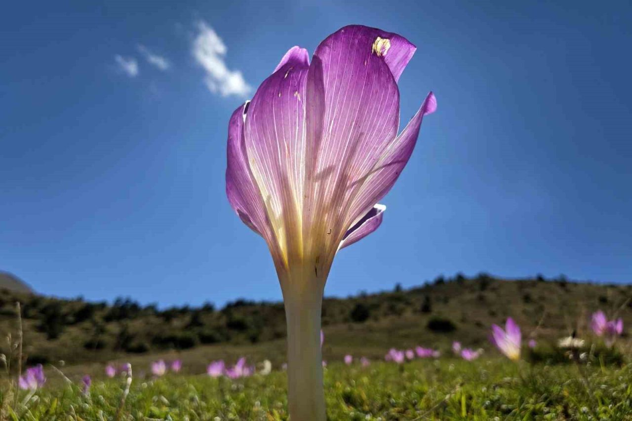 Türkiye’nin en fazla yaylaya sahip şehri Gümüşhane’de yaylacıların yaklaşan kış