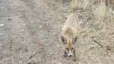 Erzincan’da bir vatandaşın doğada karşılaştığı tilkiyi çerezle beslemesi ve sohbet