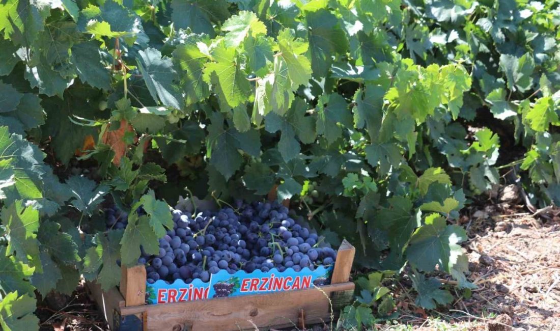 Zirai don olayından etkilenen 65 ilde, 16 ürün için destekleme