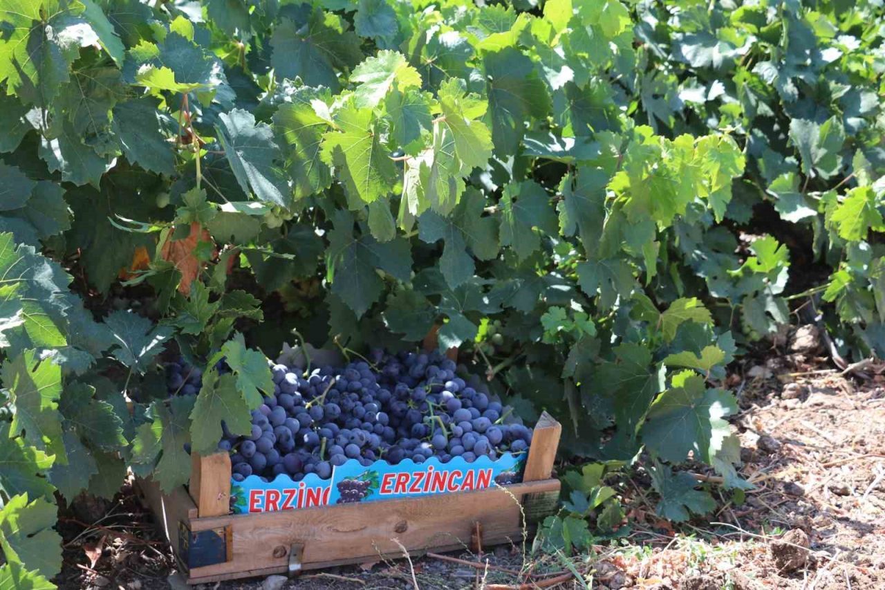 Zirai don olayından etkilenen 65 ilde, 16 ürün için destekleme