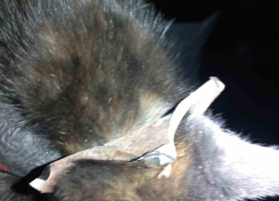 Zonguldak’ın Kozlu ilçesinde başı yağmur suyu mazgalına sıkışan yavru kedi,