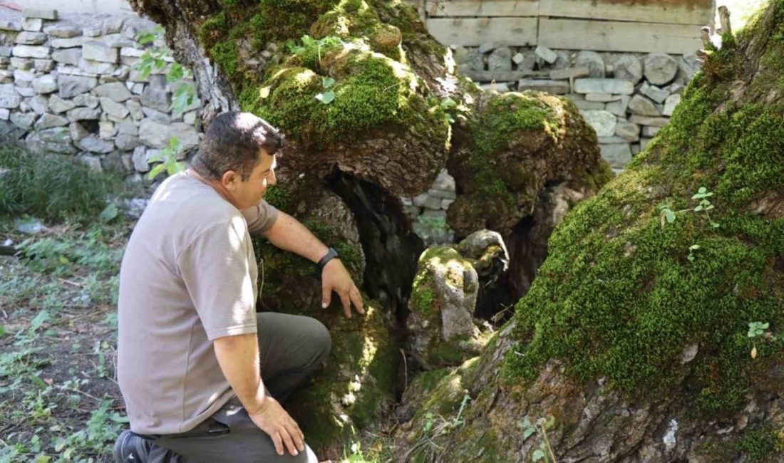 Erzurum’un Oltu ilçesine bağlı Arıtaş Mahallesi’nde bulunan yaklaşık 300 yıllık