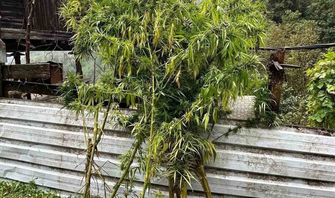Artvin’in Borçka ilçesinde düzenlenen uyuşturucu operasyonunda, kenevir bitkileri, esrar maddesi