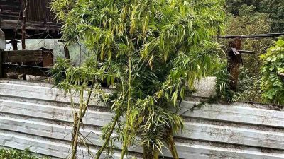 Artvin’in Borçka ilçesinde düzenlenen uyuşturucu operasyonunda, kenevir bitkileri, esrar maddesi