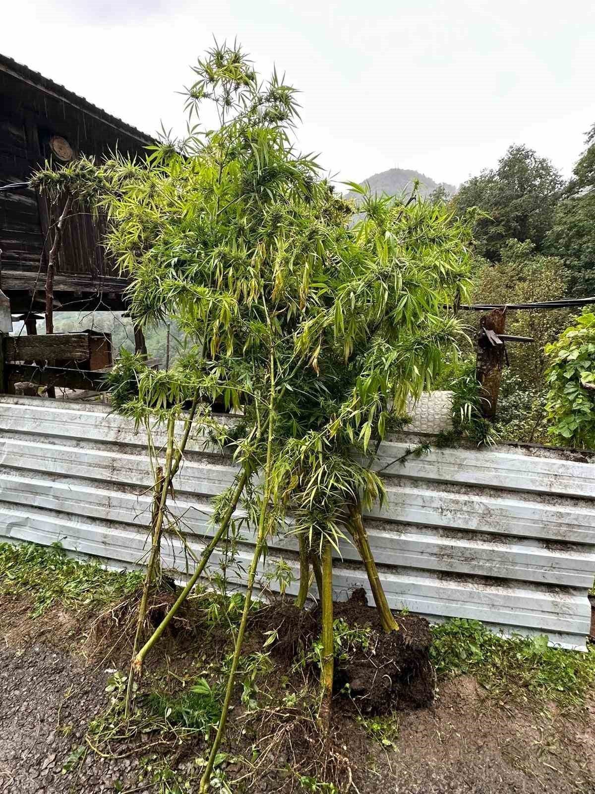 Artvin’in Borçka ilçesinde düzenlenen uyuşturucu operasyonunda, kenevir bitkileri, esrar maddesi