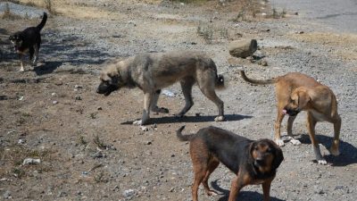 Türkiye’de son yıllarda ormanlık alanlarda ve yol kenarlarında başıboş köpeklerin