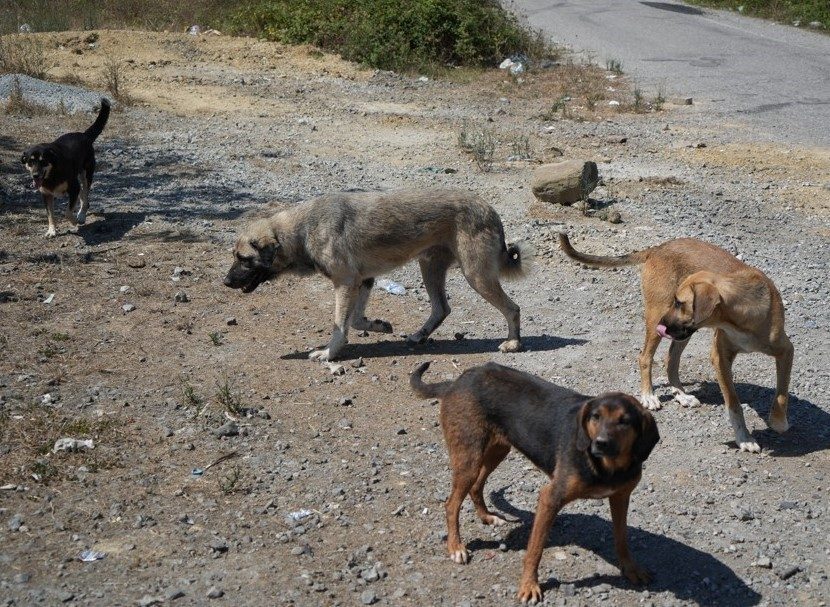 Türkiye’de son yıllarda ormanlık alanlarda ve yol kenarlarında başıboş köpeklerin