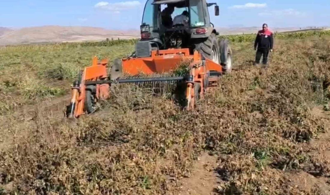 Bayburt’ta son yıllarda artan sulama imkanlarıyla birlikte beyaz fasulye üretimi