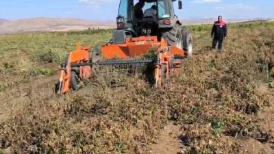 Bayburt’ta son yıllarda artan sulama imkanlarıyla birlikte beyaz fasulye üretimi