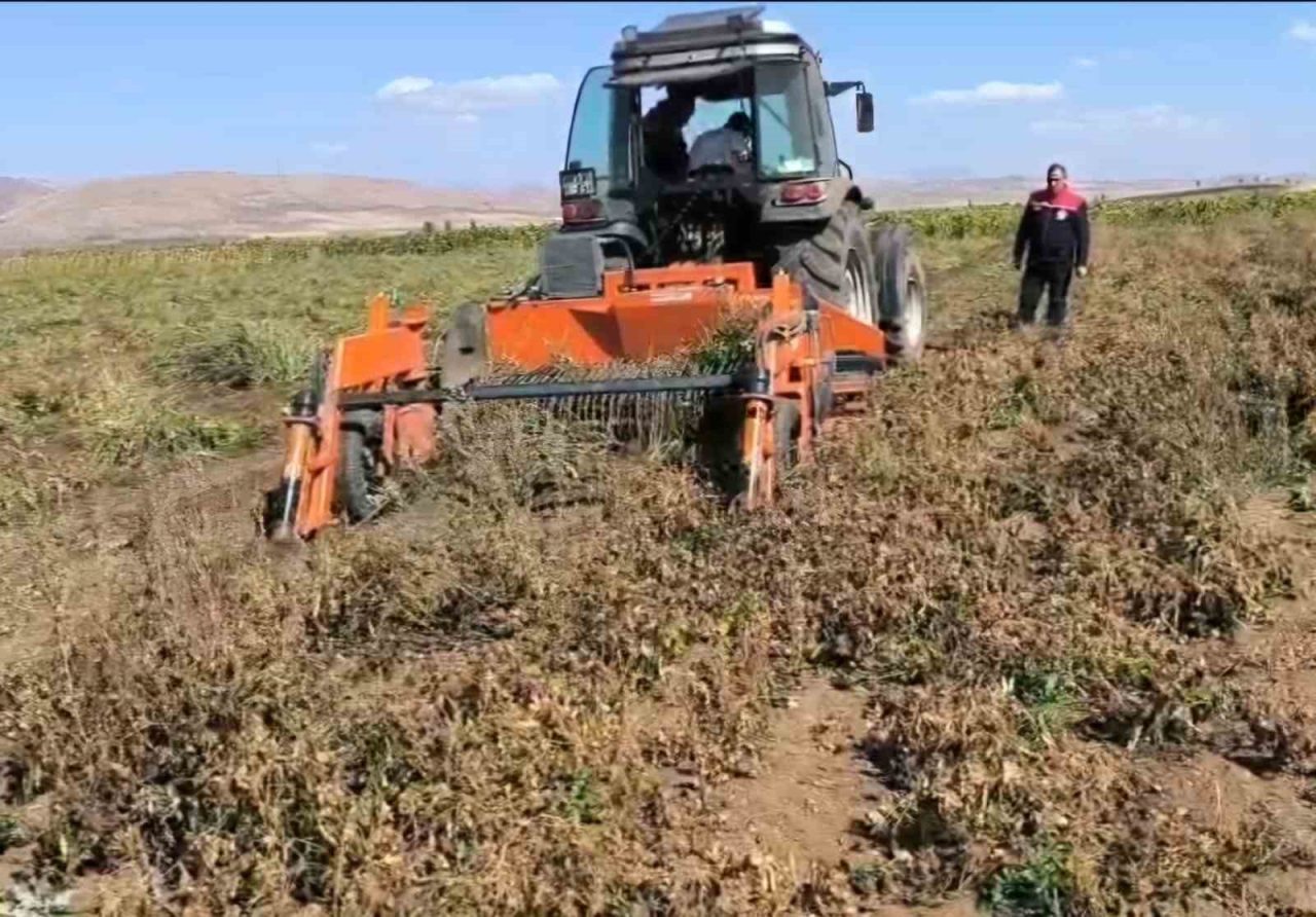 Bayburt’ta son yıllarda artan sulama imkanlarıyla birlikte beyaz fasulye üretimi