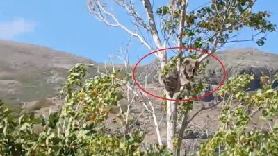 Bayburt’un Aydıntepe ilçesine bağlı Sırataşlar köyünde annesi olmadan dolaşan ve