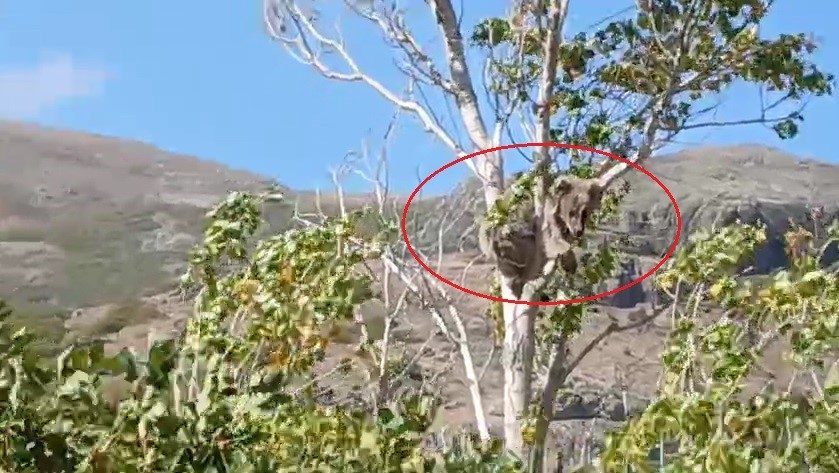 Bayburt’un Aydıntepe ilçesine bağlı Sırataşlar köyünde annesi olmadan dolaşan ve