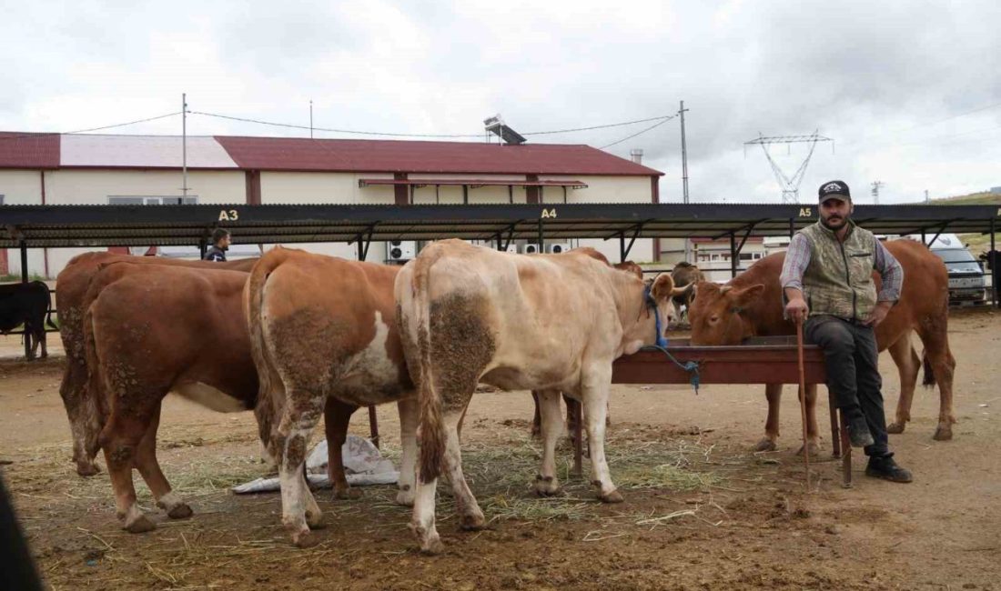 Ülke genelinde görülen şap hastalığı nedeniyle 1 Temmuz 2025 tarihinde