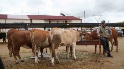 Ülke genelinde görülen şap hastalığı nedeniyle 1 Temmuz 2025 tarihinde