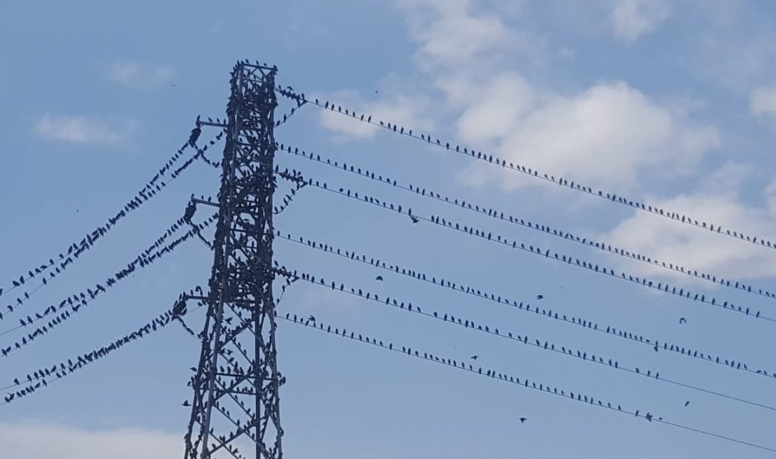 Sonbaharla birlikte sıcak bölgelere göç etmeye başlayan göçmen kuş türlerinden