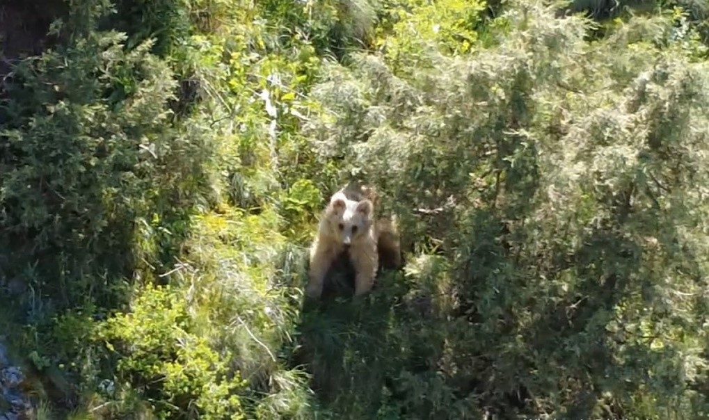 Erzurum’un Oltu ilçesinde doğa tutkunlarının yüzünü güldüren bir olay yaşandı.