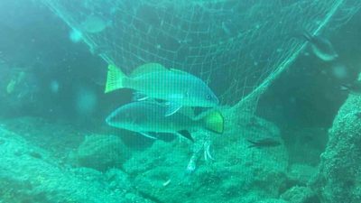 Karadeniz’de her yıl bin kilometrenin üzerinde balıkçı ağı denizin karanlık