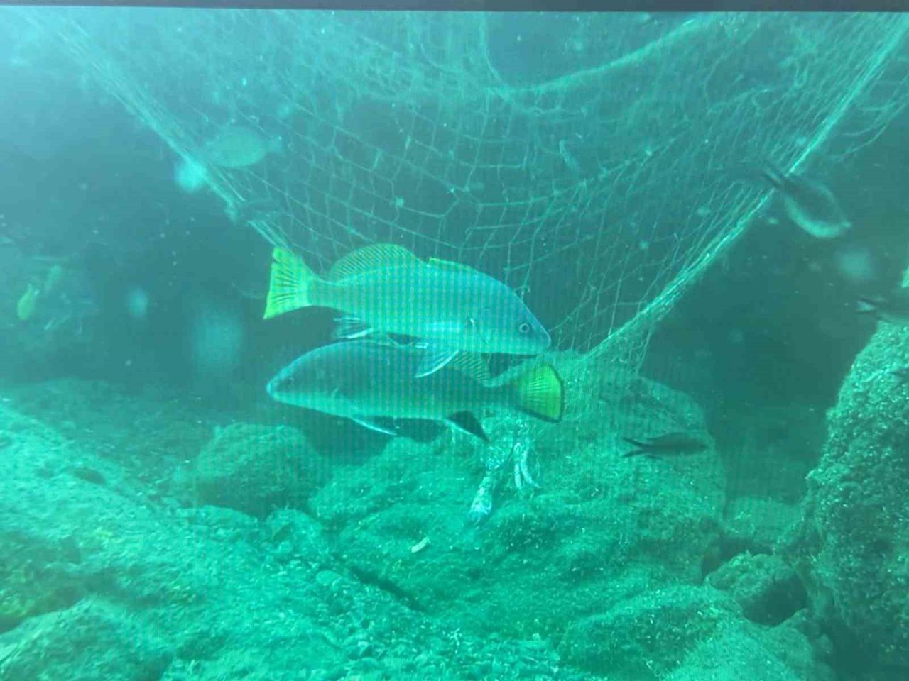 Karadeniz’de her yıl bin kilometrenin üzerinde balıkçı ağı denizin karanlık