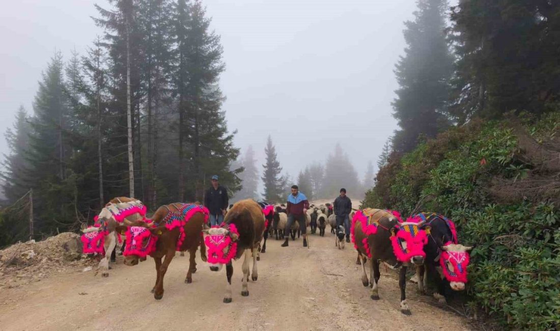 Doğu Karadeniz’de Kasım ayının yaklaştığı şu günlerde yaylalardan dönüşler sürüyor.
