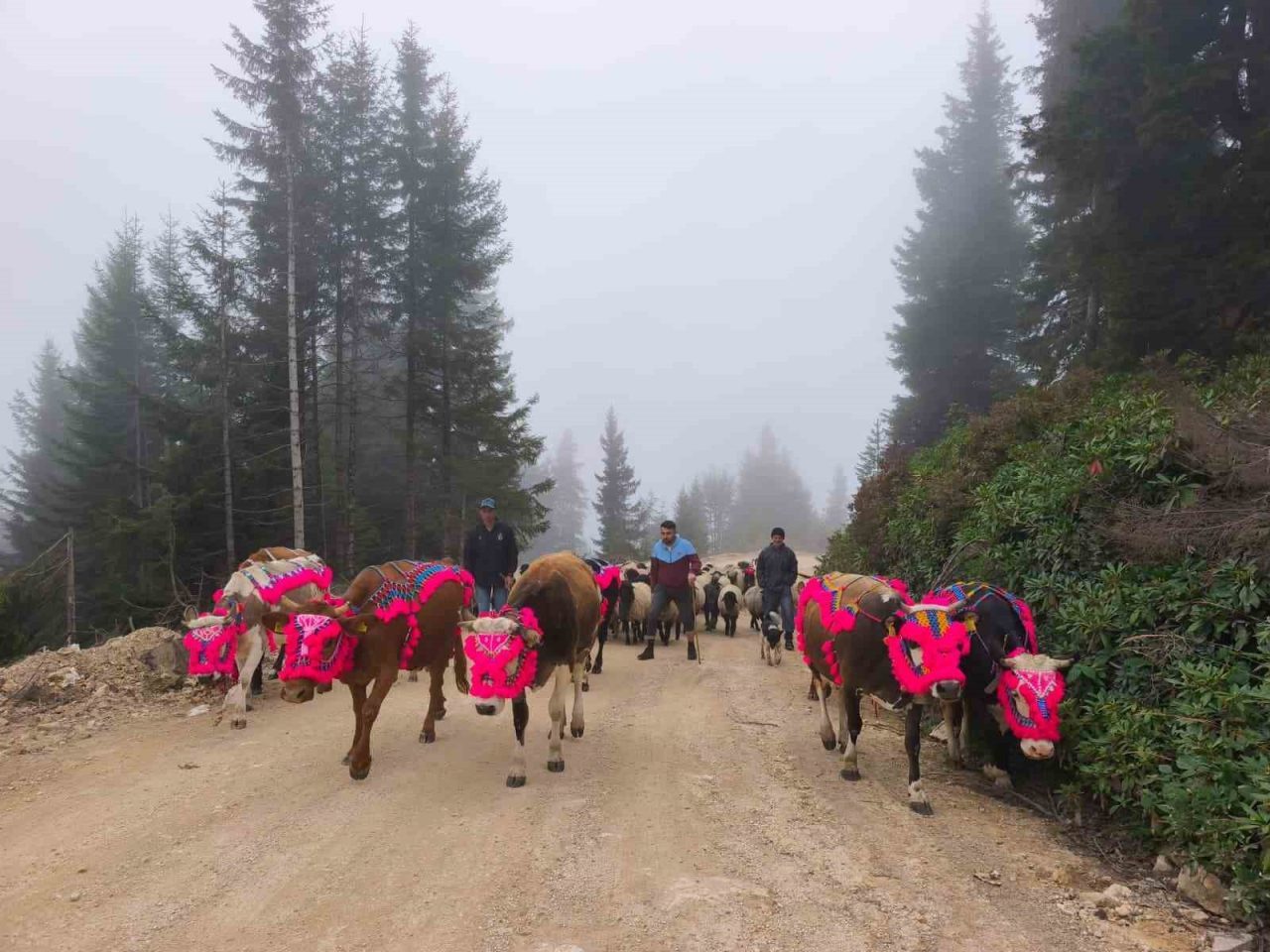 Doğu Karadeniz’de Kasım ayının yaklaştığı şu günlerde yaylalardan dönüşler sürüyor.