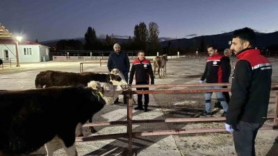 Erzincan canlı hayvan pazarı, alınan biyogüvenlik önlemleri ve tamamlanan şap