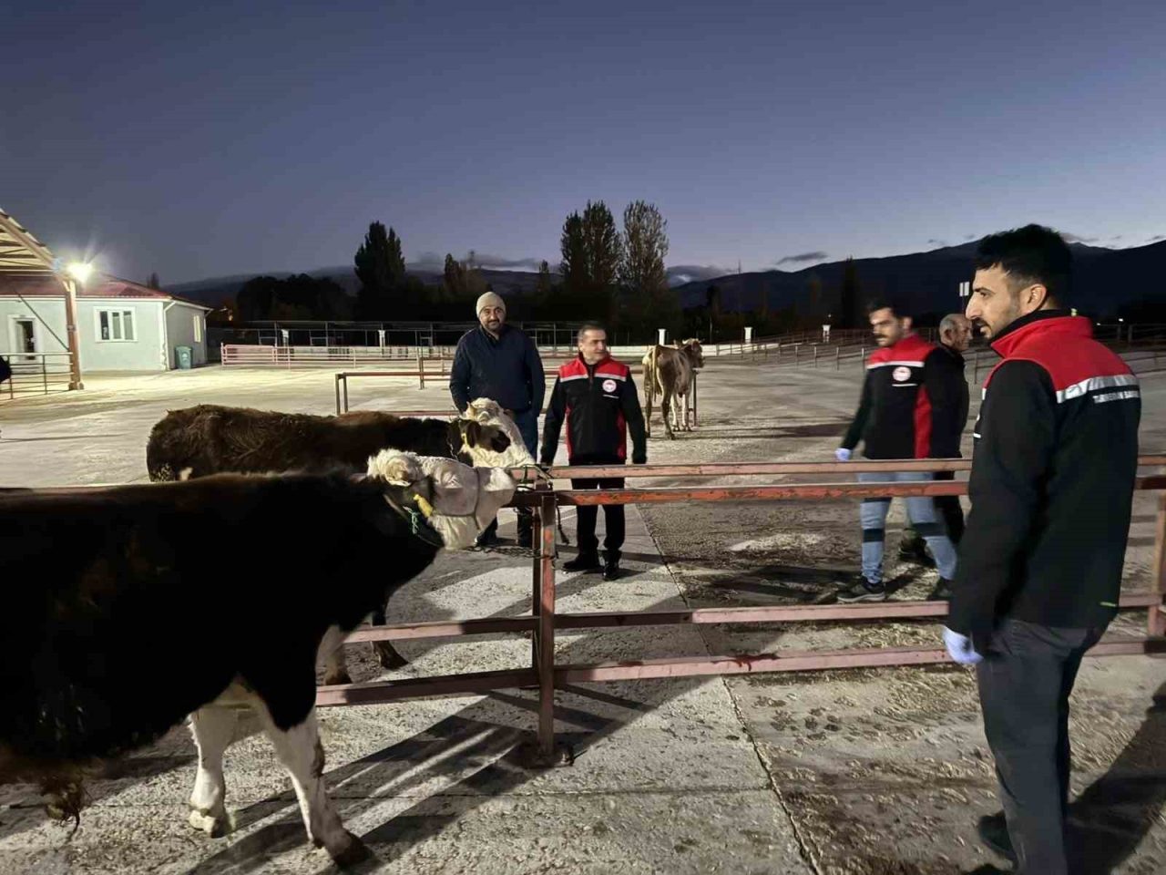 Erzincan canlı hayvan pazarı, alınan biyogüvenlik önlemleri ve tamamlanan şap