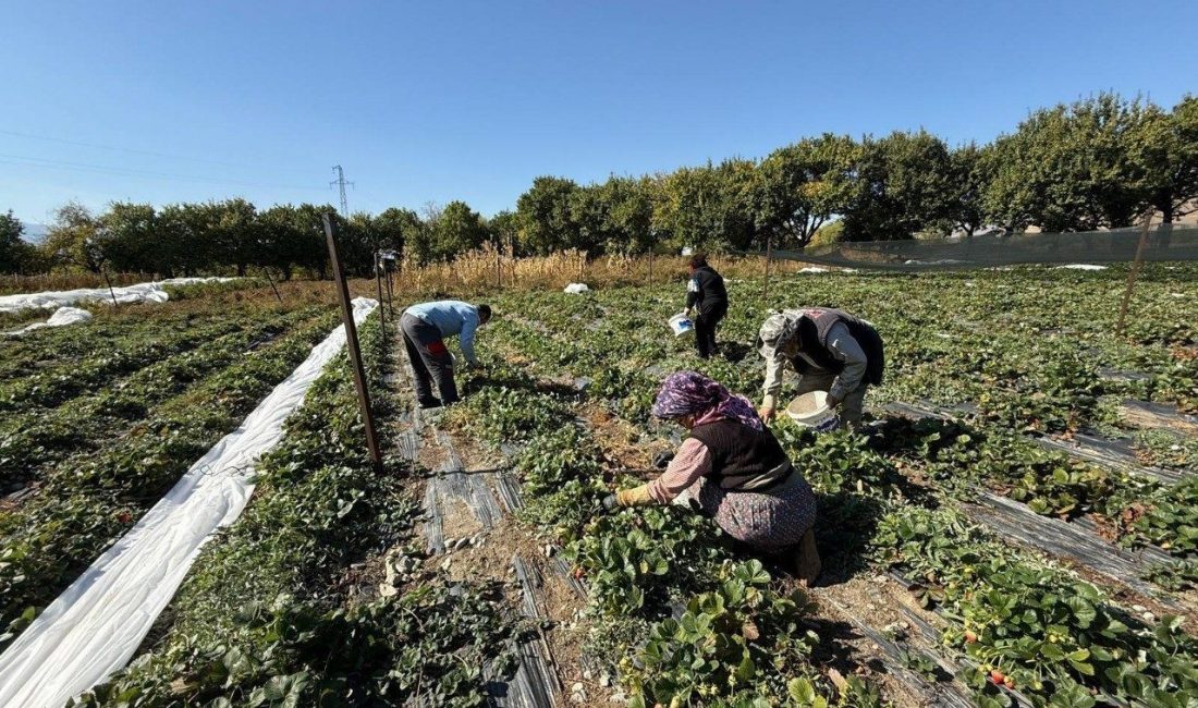 Erzincan’ın Üzümlü ilçesinde çilek üretimi yapan Biyomühendis Uğur Yunus Karatepe,