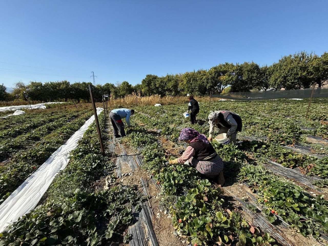 Erzincan’ın Üzümlü ilçesinde çilek üretimi yapan Biyomühendis Uğur Yunus Karatepe,