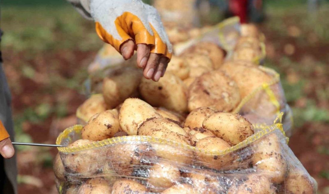 Erzincan’ın Çayırlı ilçesinde patates hasadı başladı. Çayırlı’da üreticilerin nisan-mayıs aylarında