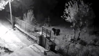 Erzincan’ın Kemaliye ilçesinde son günlerde yaban hayvanlarının ilçe merkezi ve