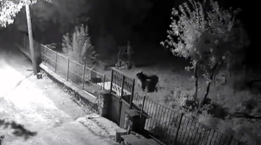 Erzincan’ın Kemaliye ilçesinde son günlerde yaban hayvanlarının ilçe merkezi ve