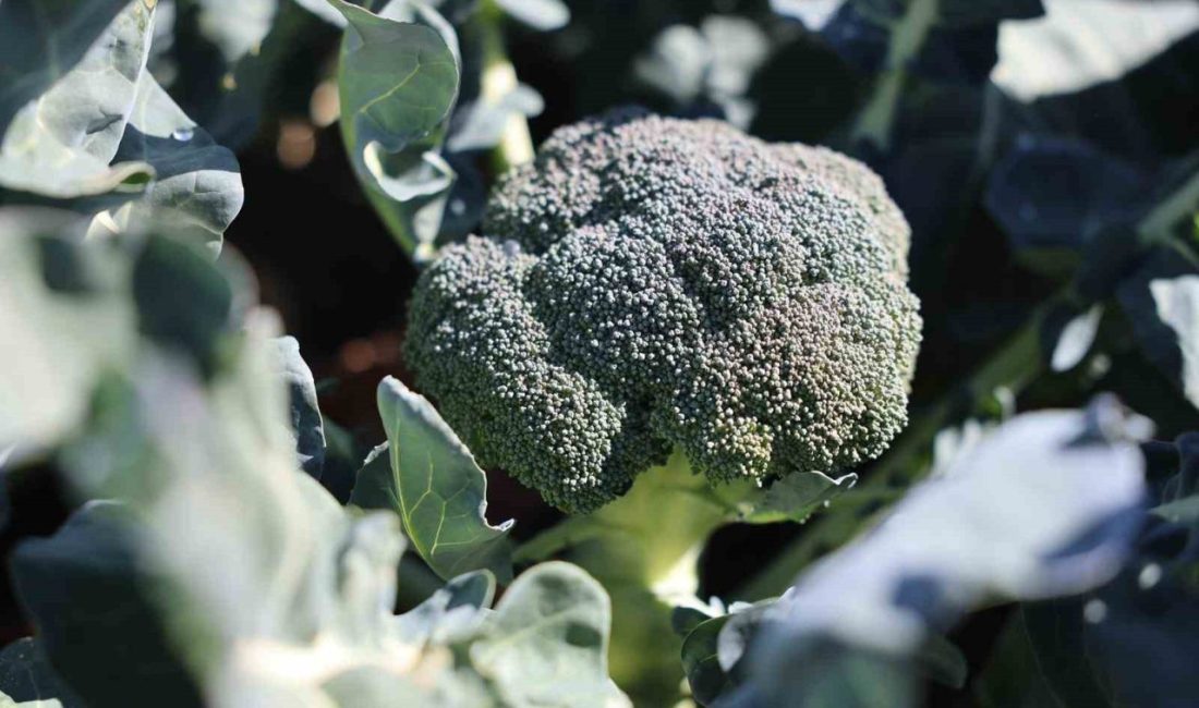 Erzurum’da tarımsal üretimde yeni bir sayfa açılıyor. Yaz aylarında buğday