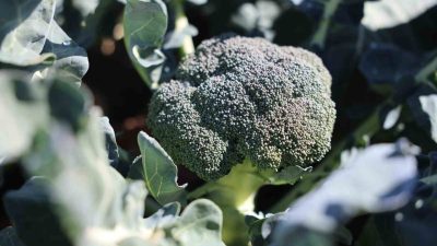 Erzurum’da tarımsal üretimde yeni bir sayfa açılıyor. Yaz aylarında buğday