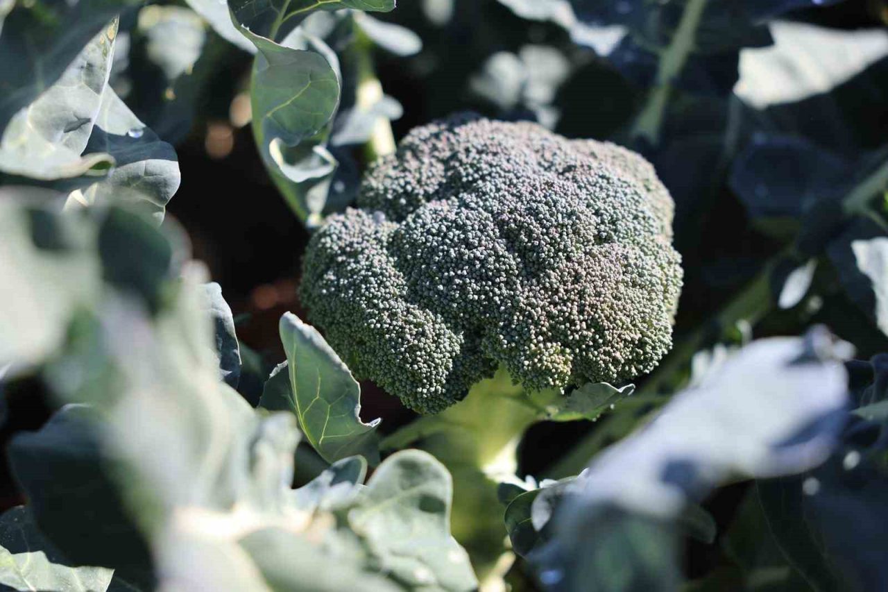 Erzurum’da tarımsal üretimde yeni bir sayfa açılıyor. Yaz aylarında buğday