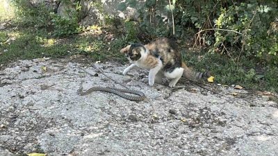 Bayburt’ta bir kediyle yılan arasında yaşanan mücadele cep telefonu kamerasına