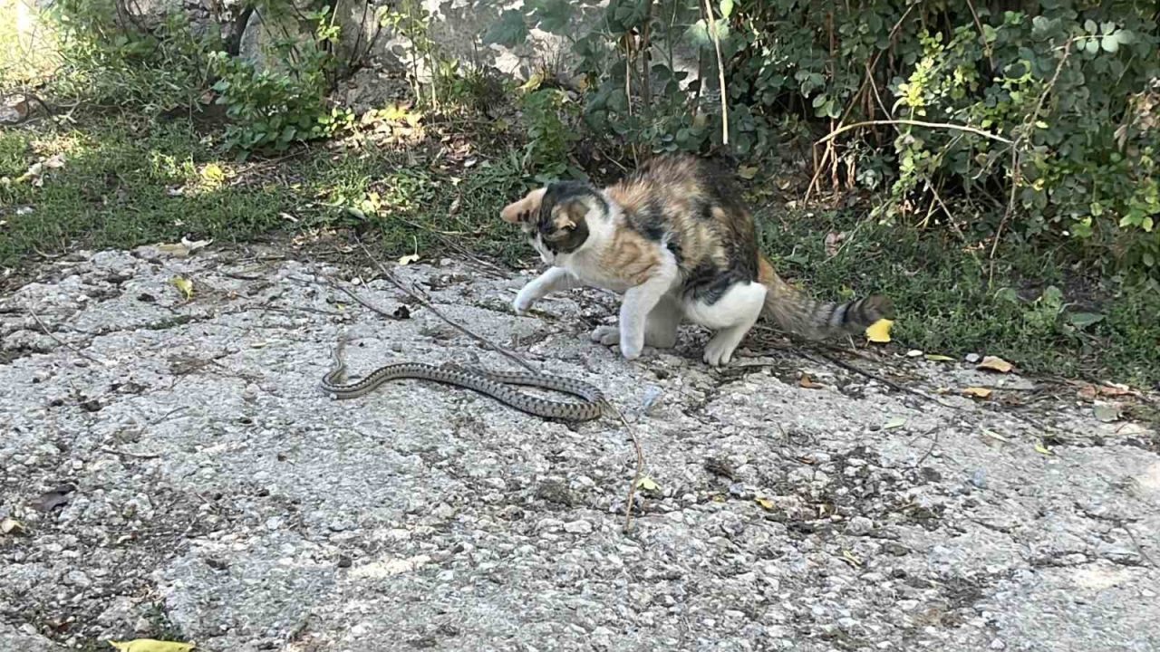 Bayburt’ta bir kediyle yılan arasında yaşanan mücadele cep telefonu kamerasına