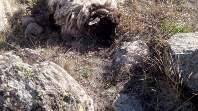 Giresun’un Alucra ilçesine bağlı Günügüzel köyünde yaşanan olayda, önce ayı