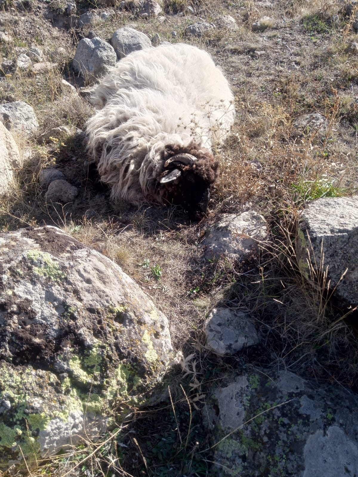 Giresun’un Alucra ilçesine bağlı Günügüzel köyünde yaşanan olayda, önce ayı