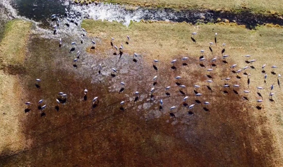 Doğa Koruma Milli Parklar 13. Bölge Müdürlüğü ekipleri tarafından göç