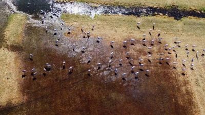 Doğa Koruma Milli Parklar 13. Bölge Müdürlüğü ekipleri tarafından göç