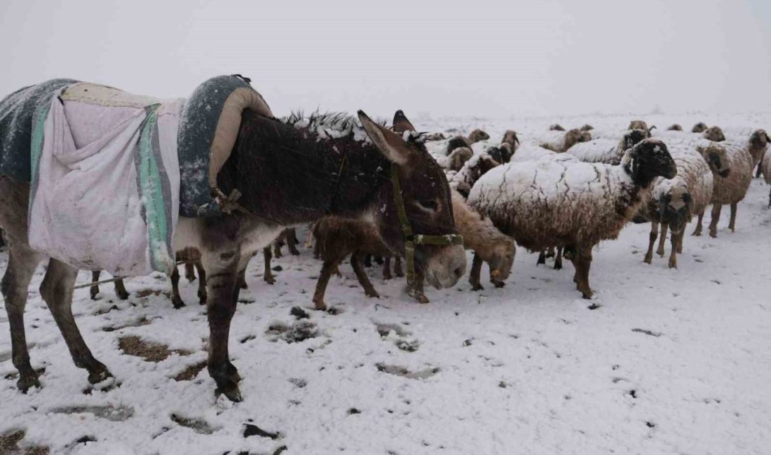 Erzincanlı küçükbaş hayvan üreticileri yaylalarda kara yakalandı. Şavak Aşireti’ne mensup