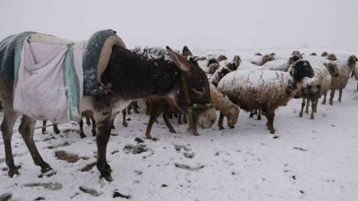 Erzincanlı küçükbaş hayvan üreticileri yaylalarda kara yakalandı. Şavak Aşireti’ne mensup